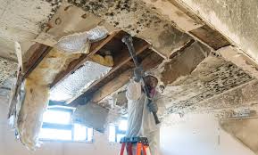 Best Real Estate Mold Inspection  in Davis Junction, IL